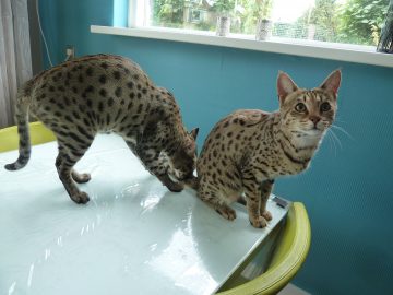 savannah kittens f4